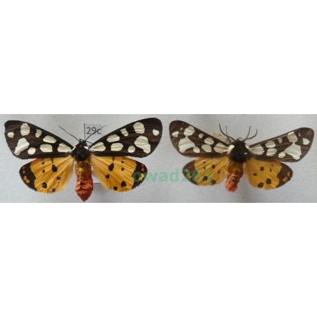 Arctia villica (Linnaeus, 1758) pair Czech29c